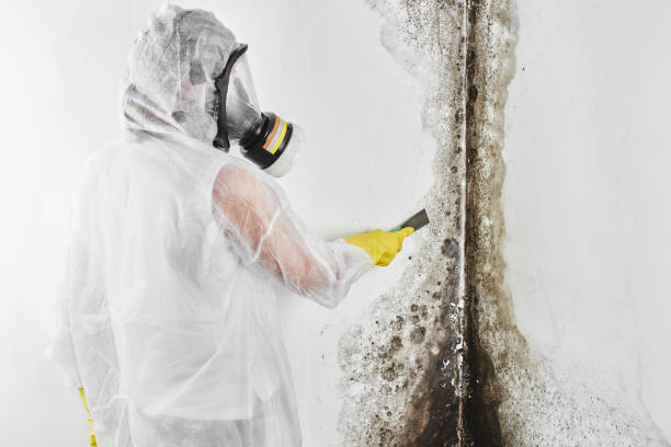 Best Professional Mold Removal  in Wilberforce, OH