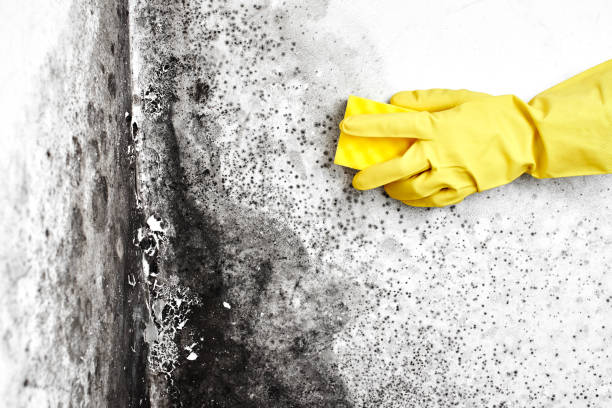 Best Professional Mold Removal  in Wilberforce, OH