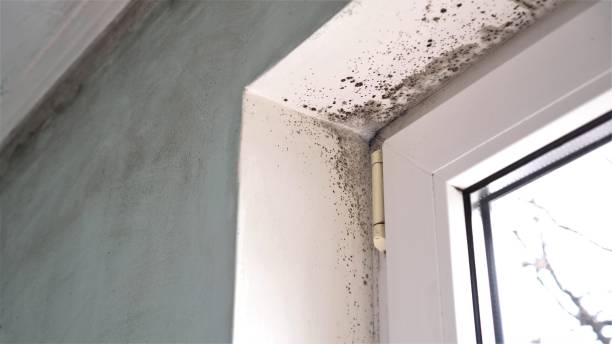 Best Fast Mold Removal  in Wilberforce, OH