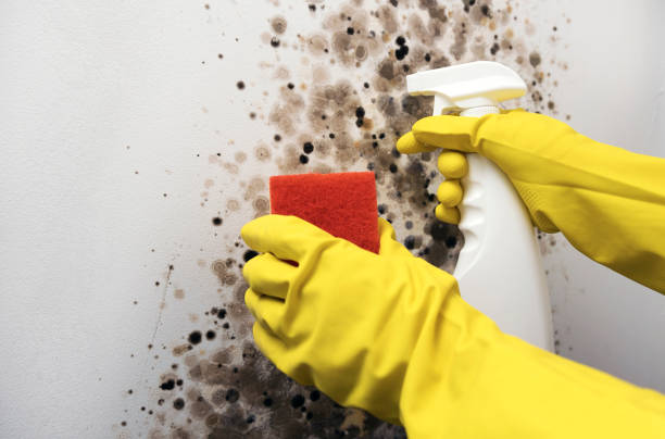 Best Office Mold Removal Services  in Wilberforce, OH